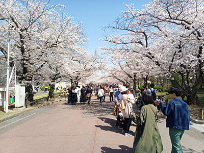 Cherry-blossom viewing 2023