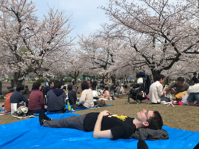 Cherry-blossom viewing 2024